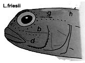 Lesueurigobius friesii_geniporos